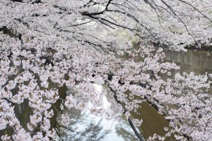 石神井川の桜